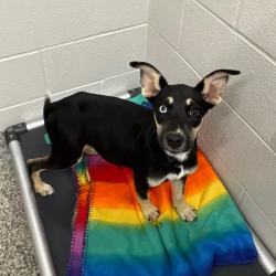 Shelter Stray Female Dog last seen , 425 Kirksey Dr, Morganton, NC 28655, USA