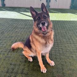 Shelter Stray Male Dog last seen , 361 S Raymond Ave, Pasadena, CA 91105, USA