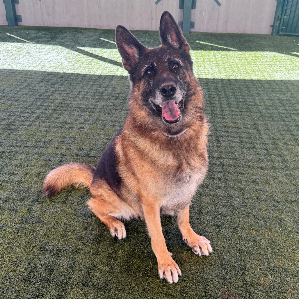 Shelter Stray Male Dog last seen , 361 S Raymond Ave, Pasadena, CA 91105, USA