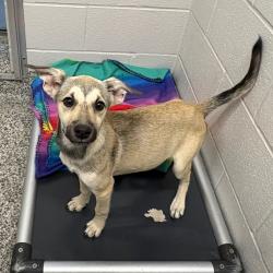 Shelter Stray Female Dog last seen , 425 Kirksey Dr, Morganton, NC 28655, USA