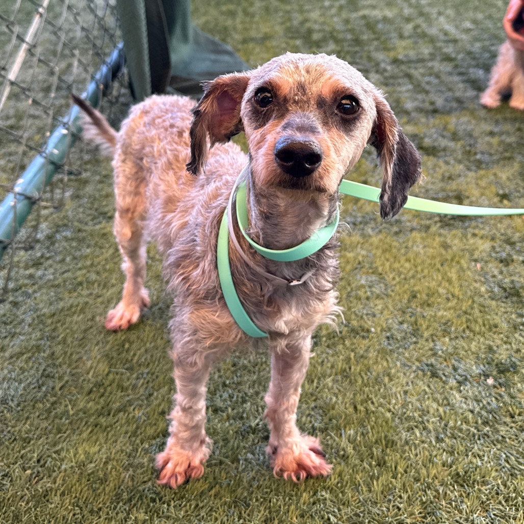 Shelter Stray Female Dog last seen , 361 S Raymond Ave, Pasadena, CA 91105, USA
