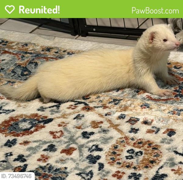 Reunited Male Ferret last seen Liberty and Atlantic, Brooklyn, NY 11208