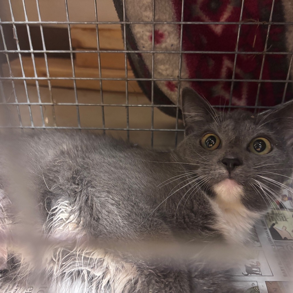 Shelter Stray Female Cat last seen , 3428 S Jenkins Ave, Norman, OK 73072, USA