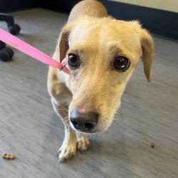 Shelter Stray Male Dog last seen , 4575 E Mesquite Ave, Palm Springs, CA 92264, USA
