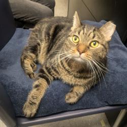 Shelter Stray Male Cat last seen , Animal Care & Control Team of Philly, 111 W Hunting Park Ave, Philadelphia, PA 19140, USA