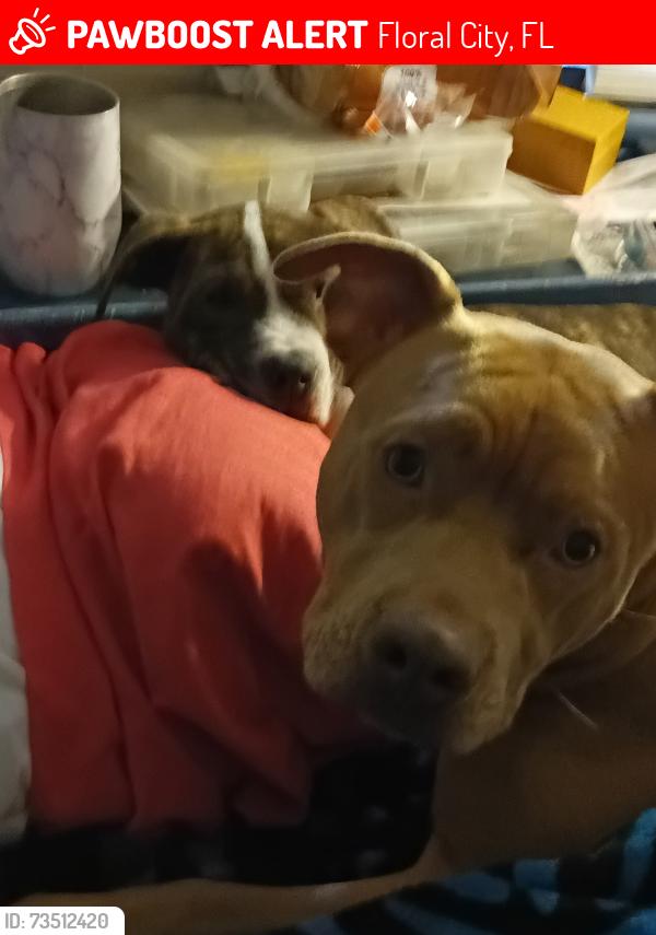 Lost Female Dog last seen Old floral City road, Floral City, FL 34436