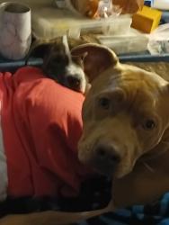Lost Female Dog last seen Old floral City road, Floral City, FL 34436
