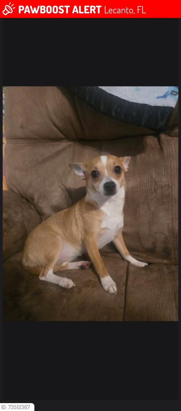 Lost Female Dog last seen North davis Reserve cir and west norval Bryant hwyl, Lecanto, FL 34461