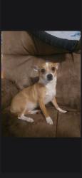 Lost Female Dog last seen North davis Reserve cir and west norval Bryant hwyl, Lecanto, FL 34461
