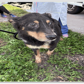 Shelter Stray Male Dog last seen , 3607 N Armenia Ave, Tampa, FL 33607, USA