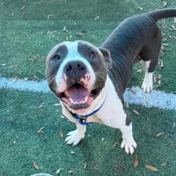 Shelter Stray Male Dog last seen , 2350 Appling City Cove, Memphis, TN 38133, USA