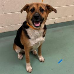 Shelter Stray Female Dog last seen , 2350 Appling City Cove, Memphis, TN 38133, USA
