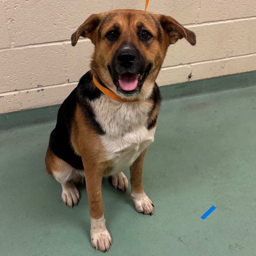 Shelter Stray Female Dog last seen , 2350 Appling City Cove, Memphis, TN 38133, USA