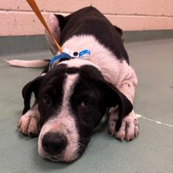 Shelter Stray Male Dog last seen , 2350 Appling City Cove, Memphis, TN 38133, USA