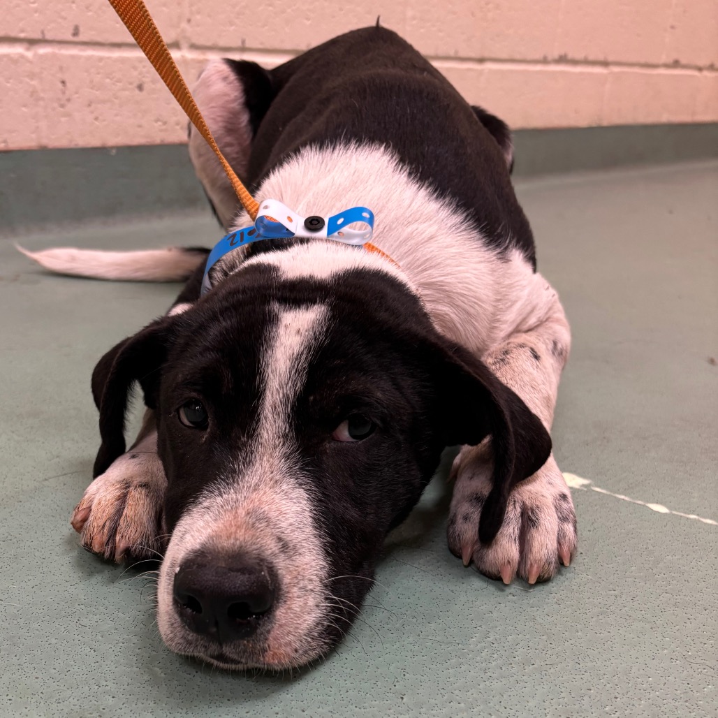 Shelter Stray Male Dog last seen , 2350 Appling City Cove, Memphis, TN 38133, USA