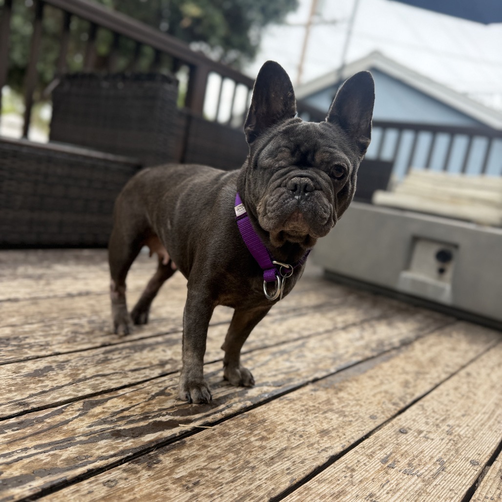 Shelter Stray Female Dog last seen , 3612 11th Ave, Los Angeles, CA 90018, USA