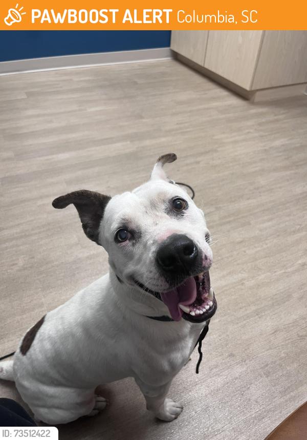 Found/Stray Male Dog last seen St Andrews Place Dr & Shoreham Ct, Columbia, SC 29210