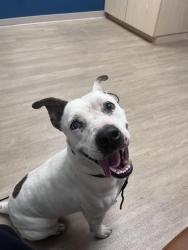 Found/Stray Male Dog last seen St Andrews Place Dr & Shoreham Ct, Columbia, SC 29210