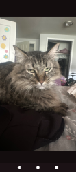 Reunited Male Cat last seen 9th and North Davis, Pensacola, FL 32503