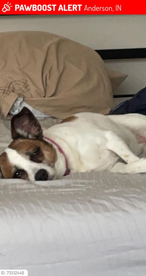 Lost Female Dog last seen Rangeline and Bethany, Anderson, IN 46012
