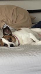 Lost Female Dog last seen Rangeline and Bethany, Anderson, IN 46012