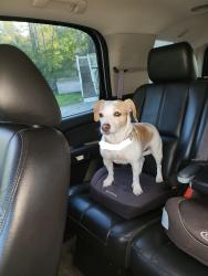 Reunited Female Dog last seen Creekside apmts, Cosby, TN 37722