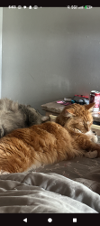 Reunited Male Cat last seen 9th and North Davis, Pensacola, FL 32503