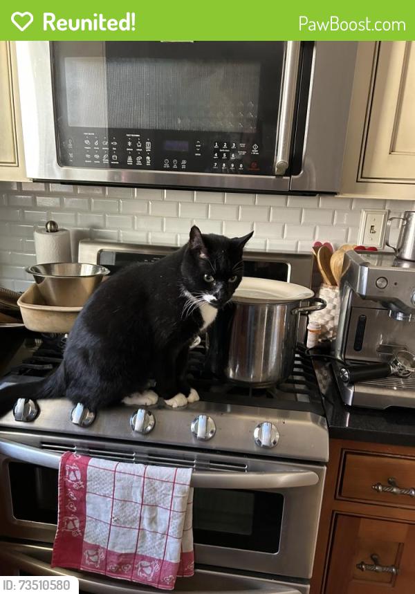 Reunited Male Cat last seen Boston/Breton, Grand Rapids, MI 49506