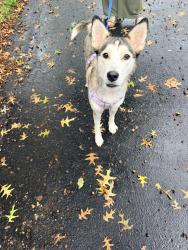 Reunited Unknown Dog last seen Wornall & Main, Kansas City, MO 64114