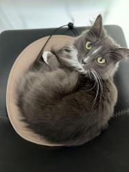 Reunited Female Cat last seen Four Mile Run, Henrico County, VA 23231