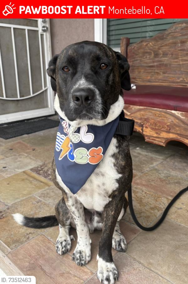 Lost Male Dog last seen Schurr High School, Montebello, CA 90640