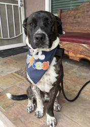 Lost Male Dog last seen Schurr High School, Montebello, CA 90640