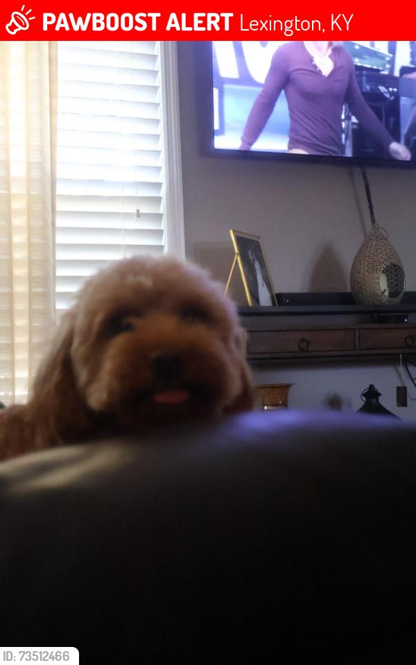 Lost Male Dog last seen Man o war dr, Lexington, KY 40503