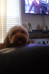 Lost Male Dog last seen Man o war dr, Lexington, KY 40503