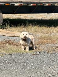 Found/Stray Male Dog last seen Near VINNS truck repair, Monroe, NC 28110