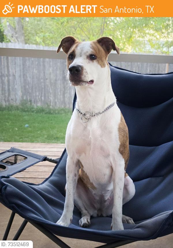 Found/Stray Female Dog last seen Near / New Guilbeau road, San Antonio, TX, San Antonio, TX 78254