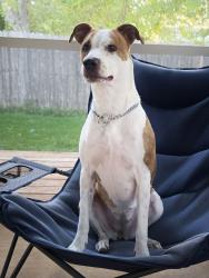 Found/Stray Female Dog last seen Near / New Guilbeau road, San Antonio, TX, San Antonio, TX 78254