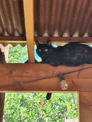 Lost Female Cat last seen Baltimore & S 46th street, Philadelphia, PA 19143