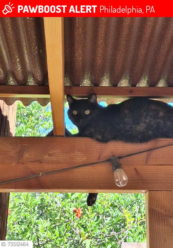 Lost Female Cat last seen Baltimore & S 46th street, Philadelphia, PA 19143