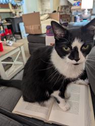 Lost Female Cat last seen EDENTON PLEASANT PLAIN RD, Pleasant Plain, OH 45162