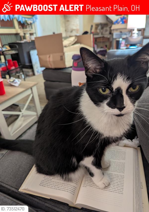 Lost Female Cat last seen EDENTON PLEASANT PLAIN RD, Pleasant Plain, OH 45162