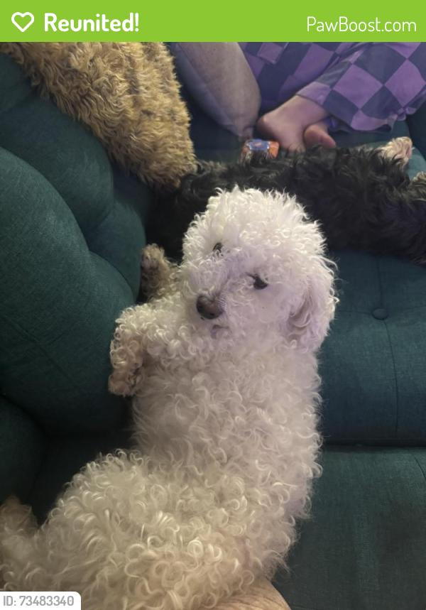 Reunited Male Dog last seen Lowe’s, Spring Hill, TN 37174
