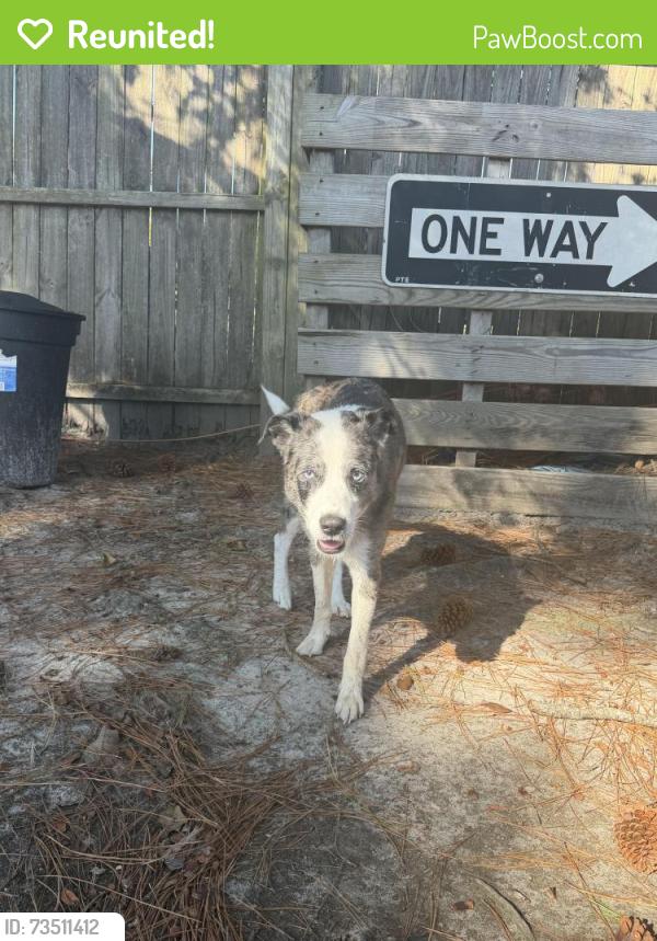 Reunited Male Dog last seen Shipyark Walk, Myrtle Beach, SC 29579