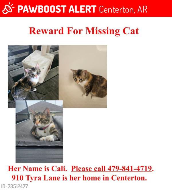 Lost Female Cat last seen ZACHARY, Centerton, AR 72719