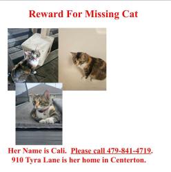 Lost Female Cat last seen ZACHARY, Centerton, AR 72719