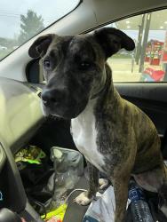 Found/Stray Female Dog last seen Salem, Free Pike, Dayton, OH 45406