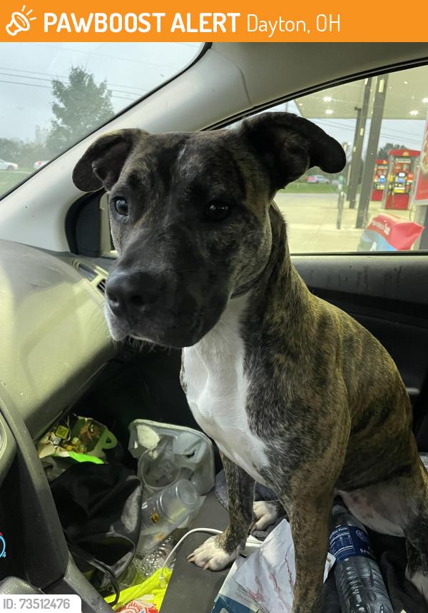 Found/Stray Female Dog last seen Salem, Free Pike, Dayton, OH 45406