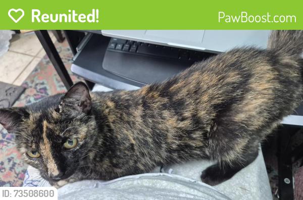 Reunited Female Cat last seen Belvedere, York, PA 17404