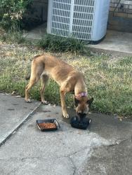 Found/Stray Female Dog last seen Allendale and san Jacinto dr, Pasadena, TX 77502