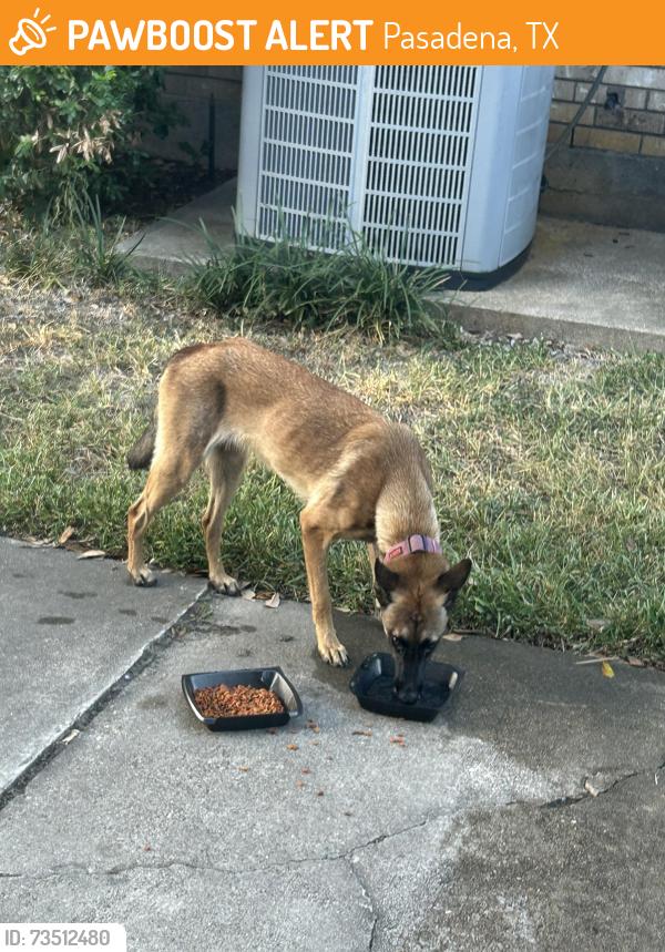 Found/Stray Female Dog last seen Allendale and san Jacinto dr, Pasadena, TX 77502